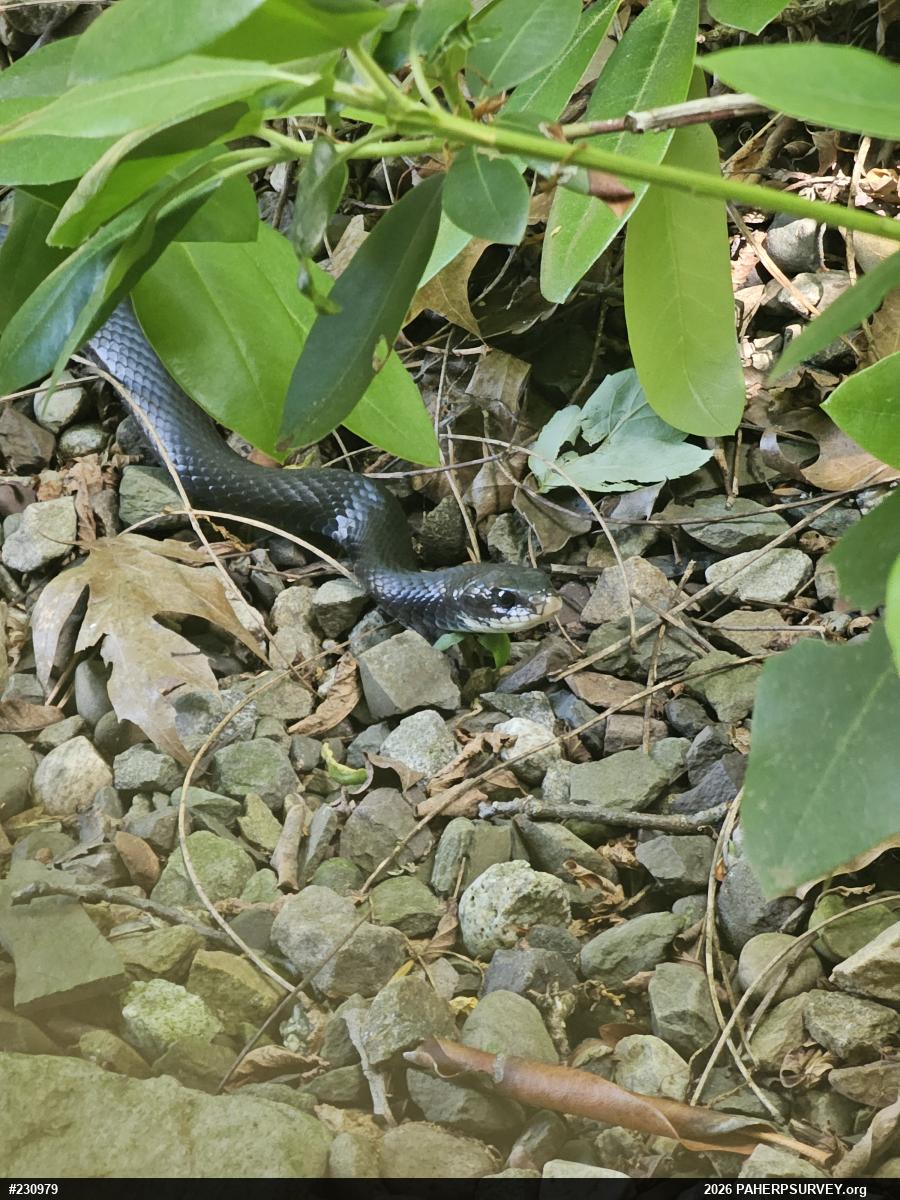 Northern Black Racer