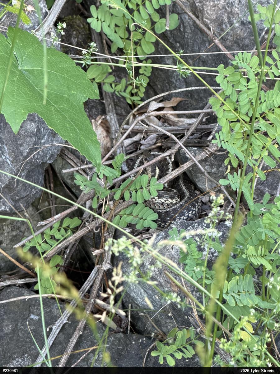 Eastern Gartersnake