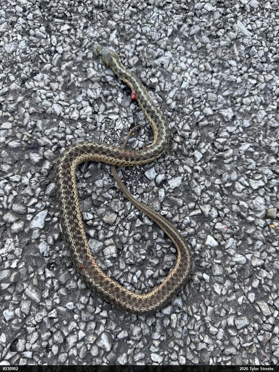 Eastern Gartersnake