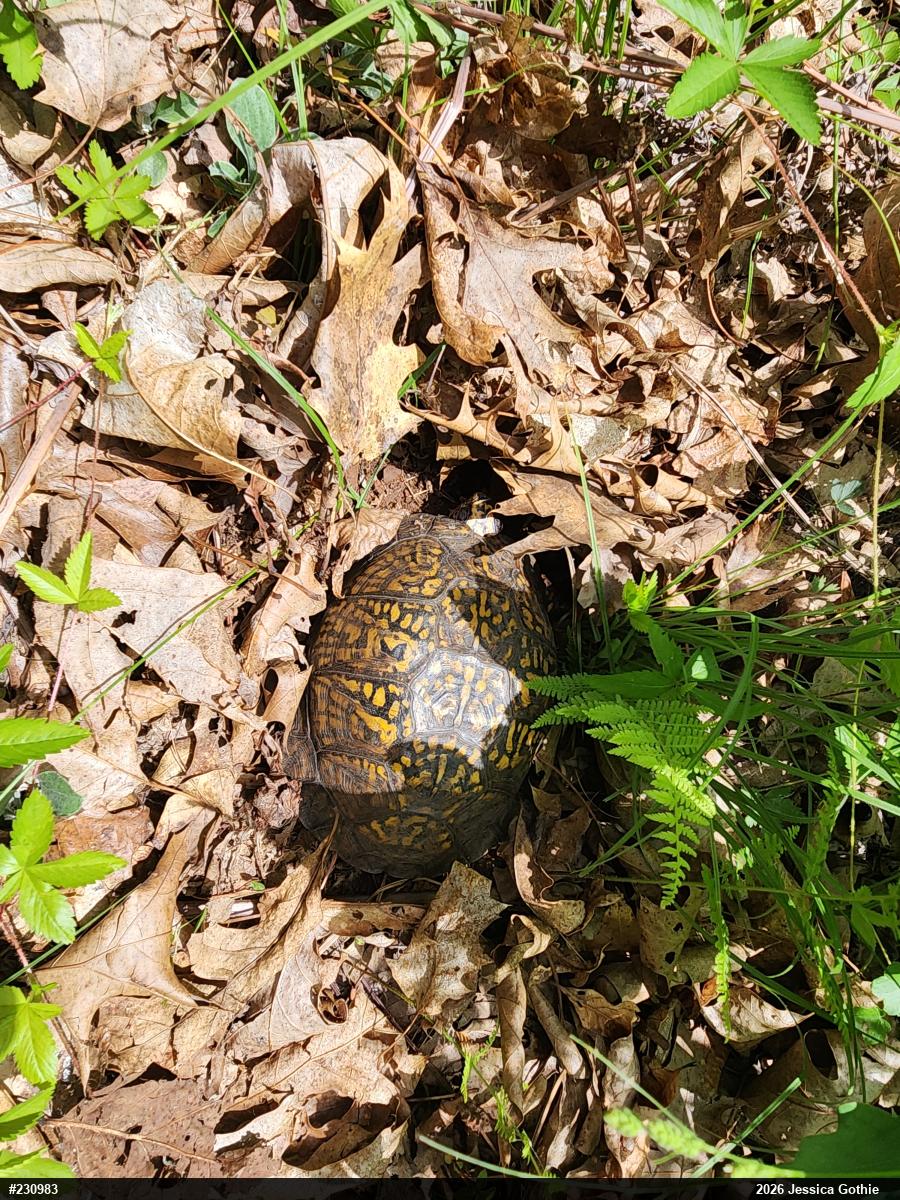 Eastern Box Turtle