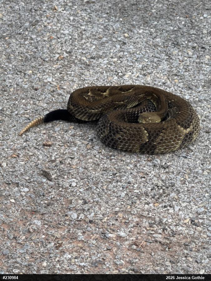 Timber Rattlesnake