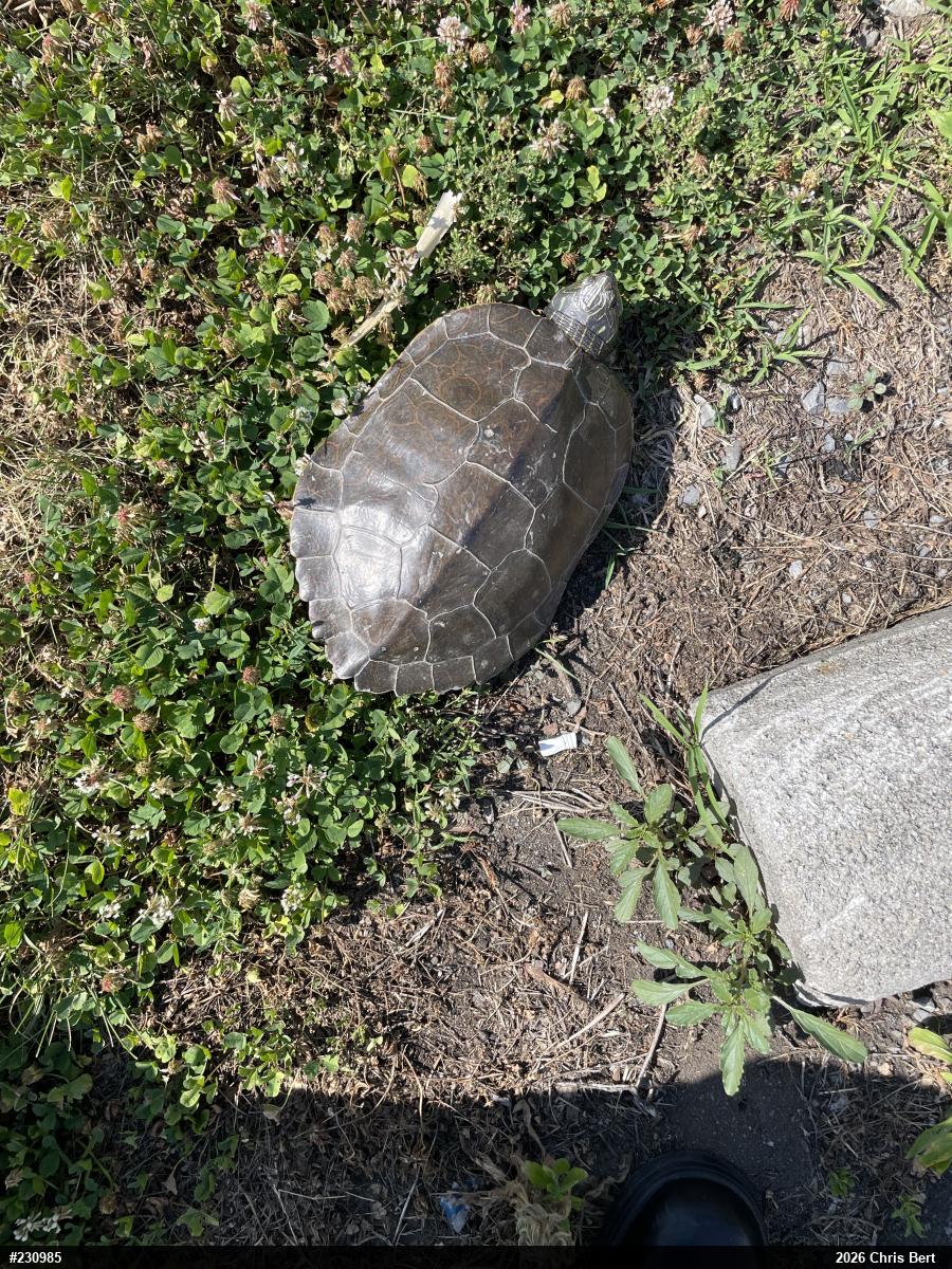Northern Map Turtle