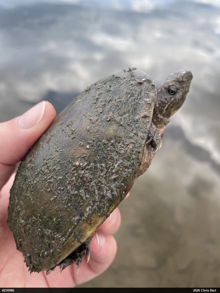 Eastern Musk Turtle