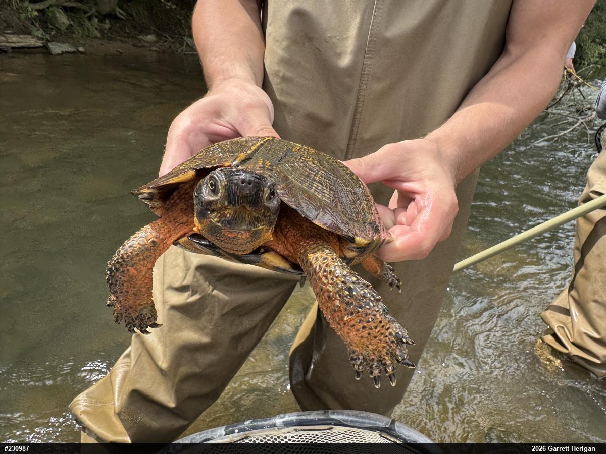 Wood Turtle