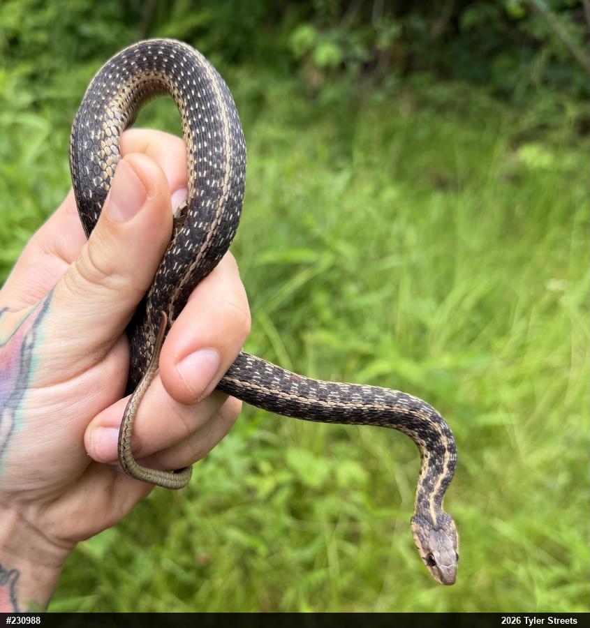 Eastern Gartersnake