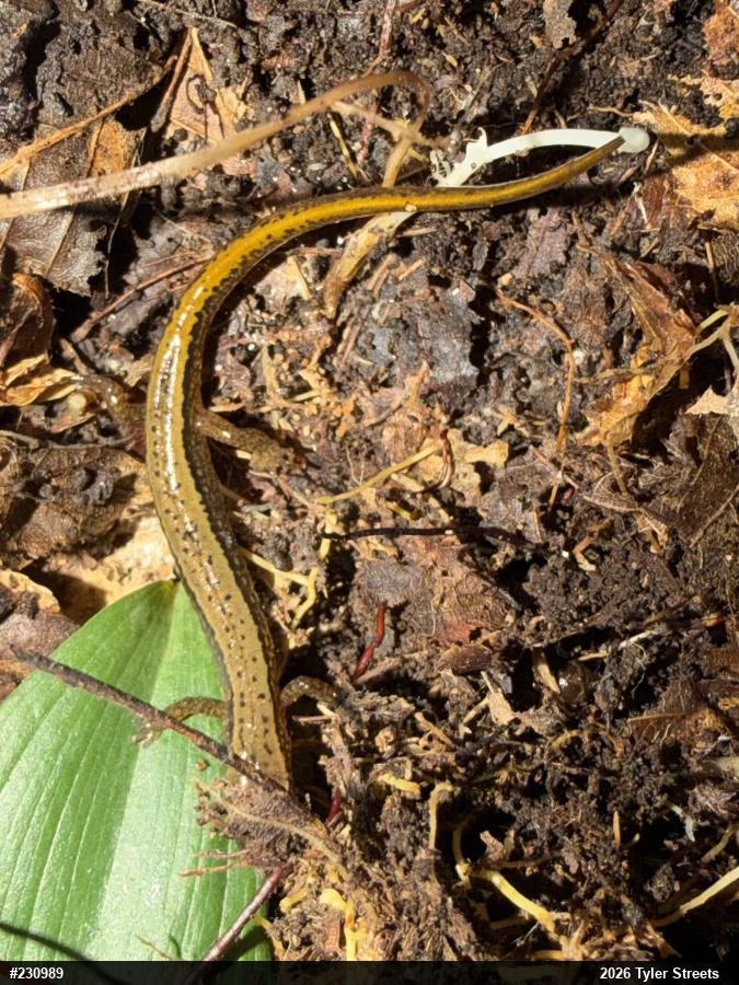 Northern Two-lined Salamander
