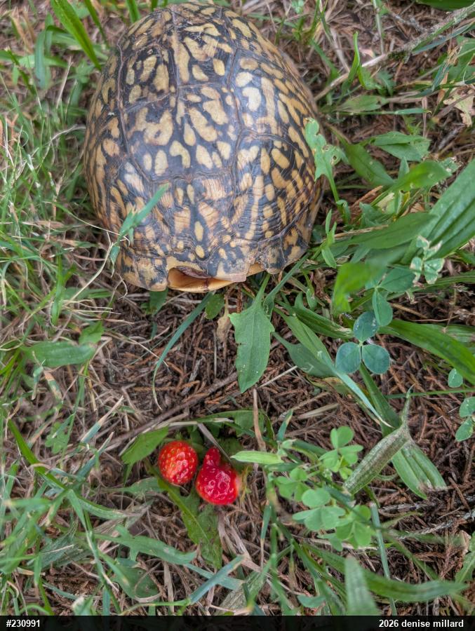 Eastern Box Turtle