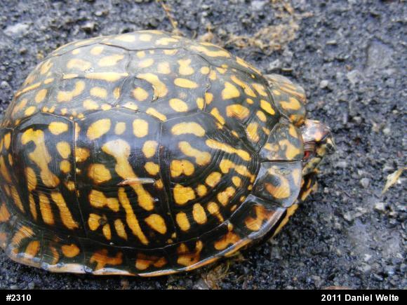 Eastern Box Turtle