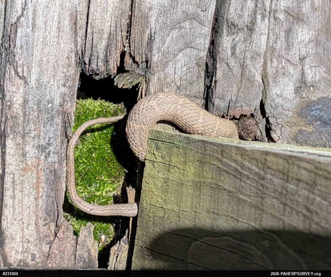 Northern Watersnake