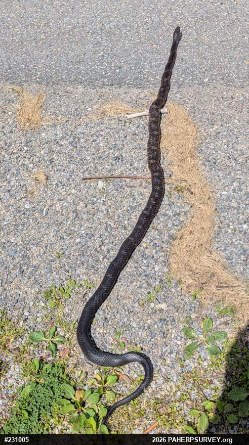 Eastern Ratsnake