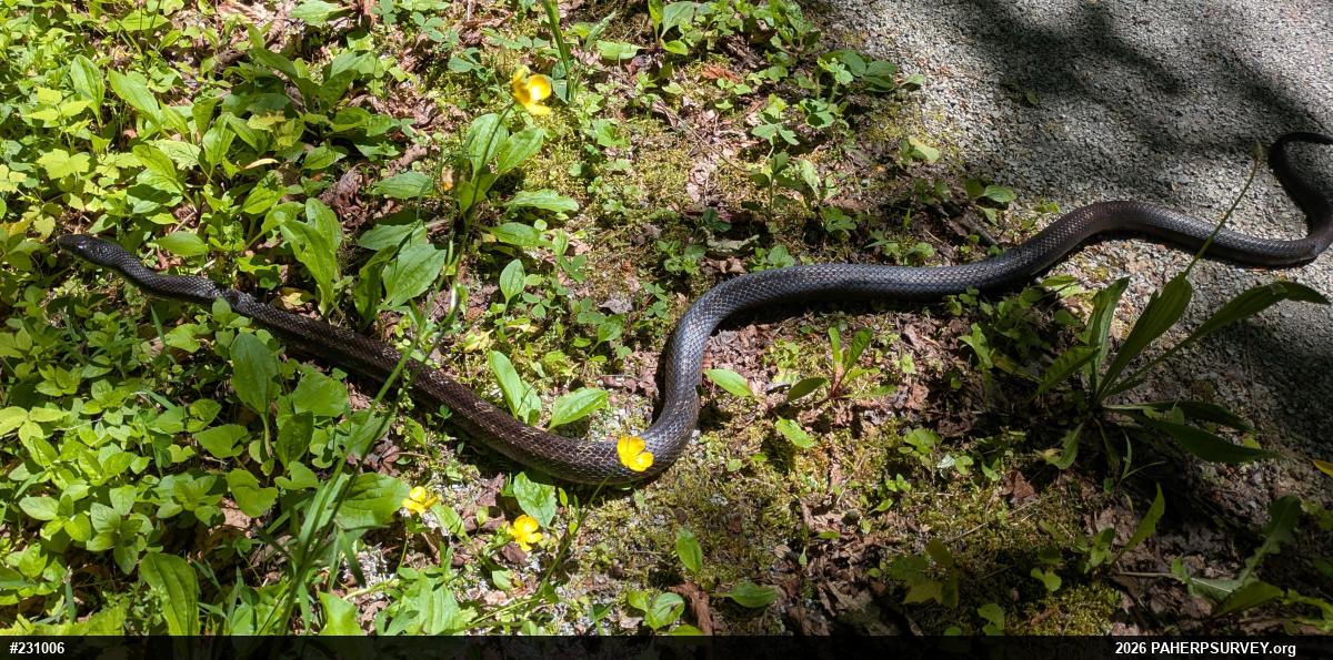 Eastern Ratsnake