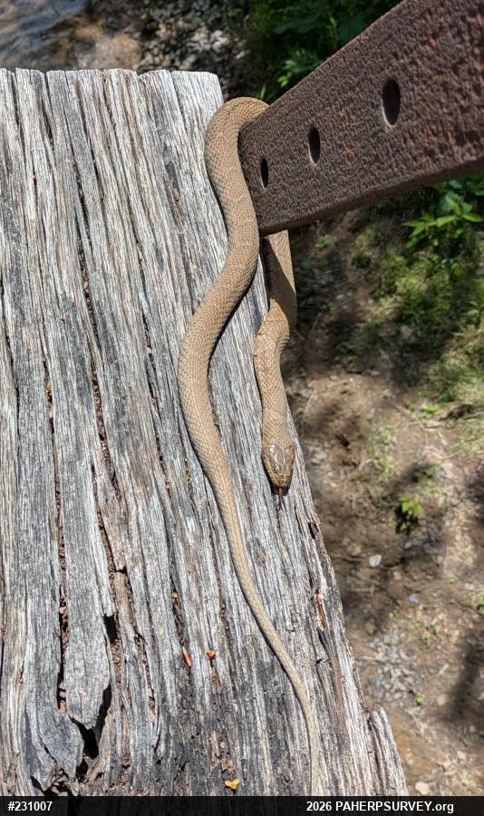 Northern Watersnake