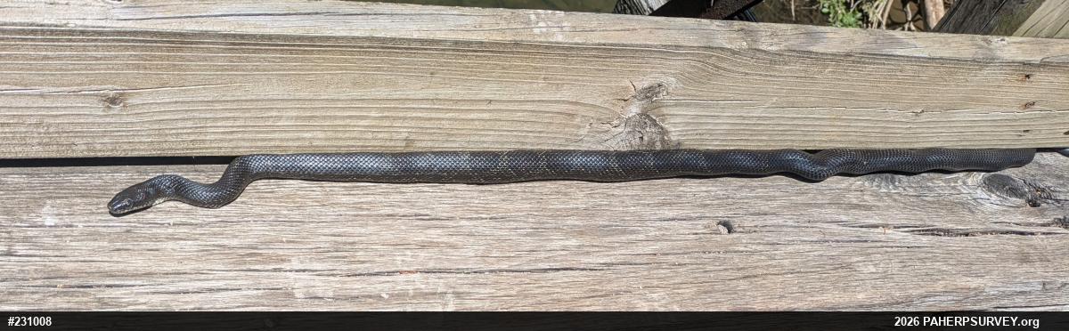 Eastern Ratsnake
