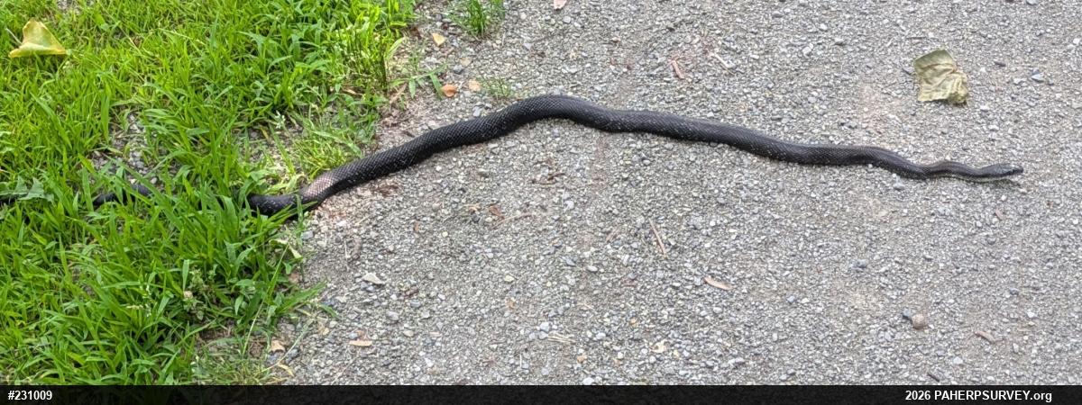 Eastern Ratsnake