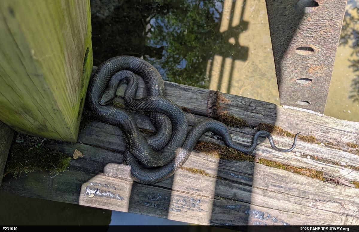 Eastern Ratsnake
