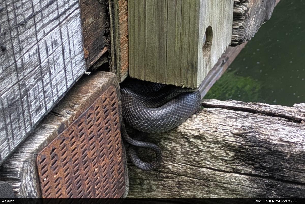 Eastern Ratsnake