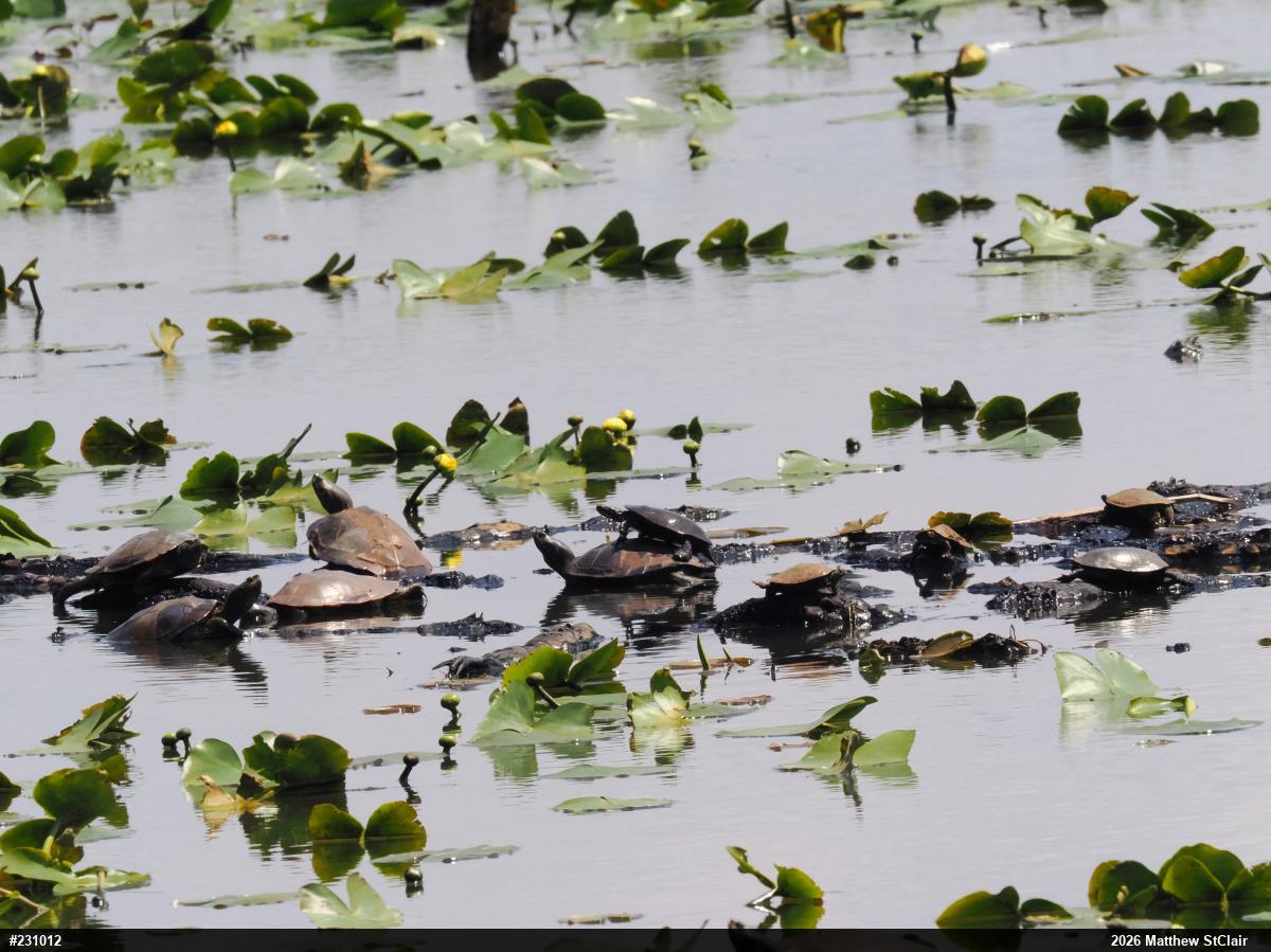 Northern Map Turtle