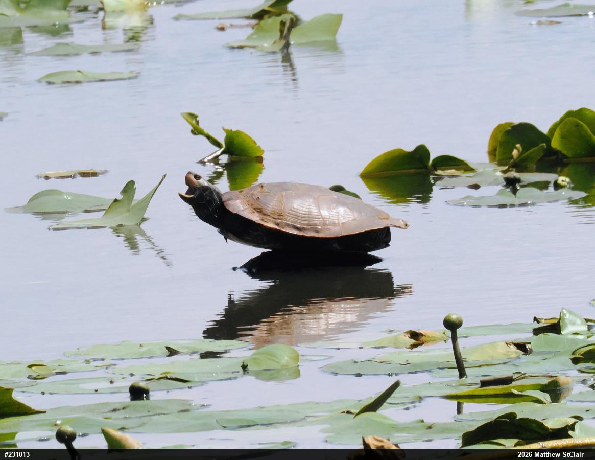 Northern Map Turtle