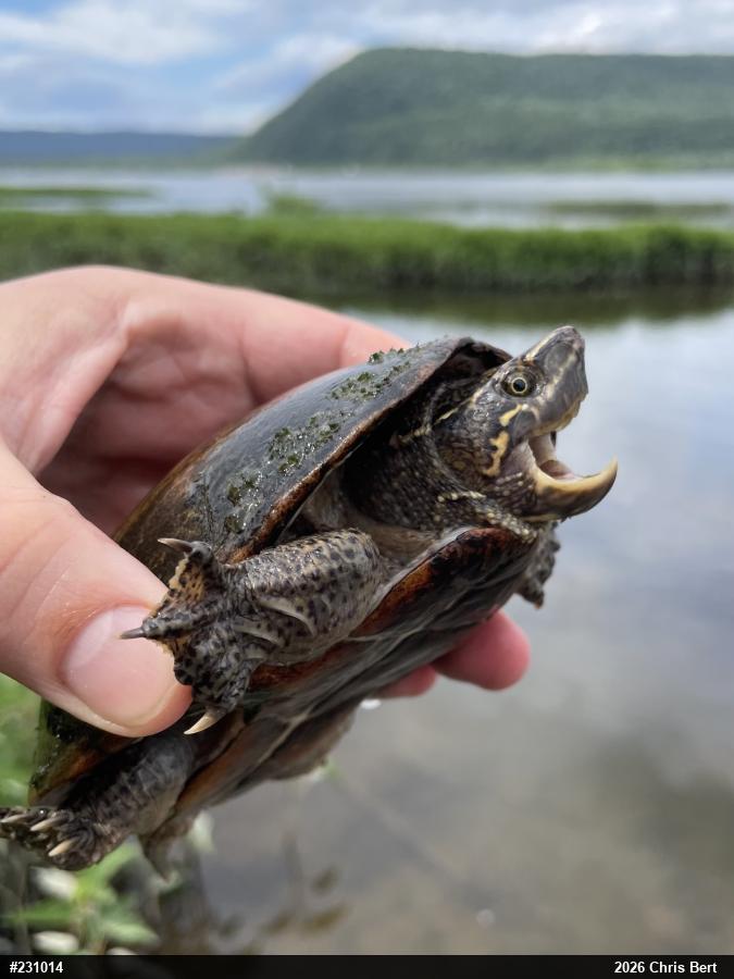 Eastern Musk Turtle