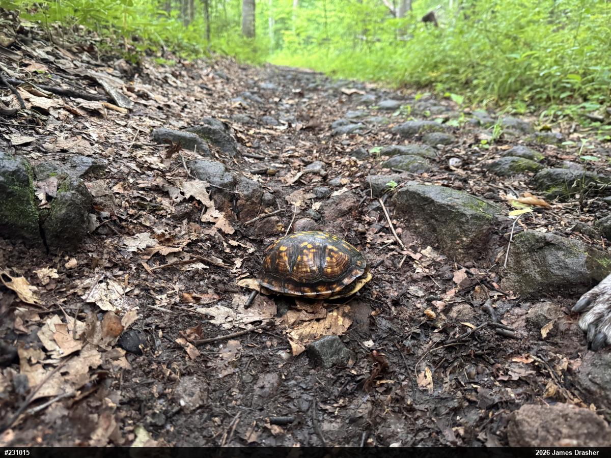Eastern Box Turtle