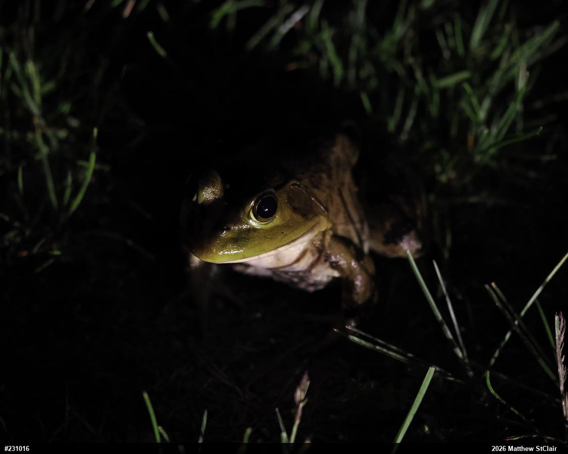 American Bullfrog