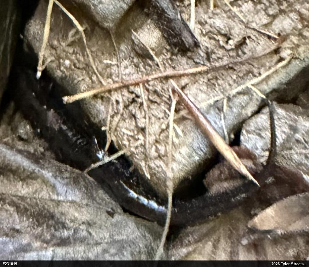 Allegheny Mountain Dusky Salamander