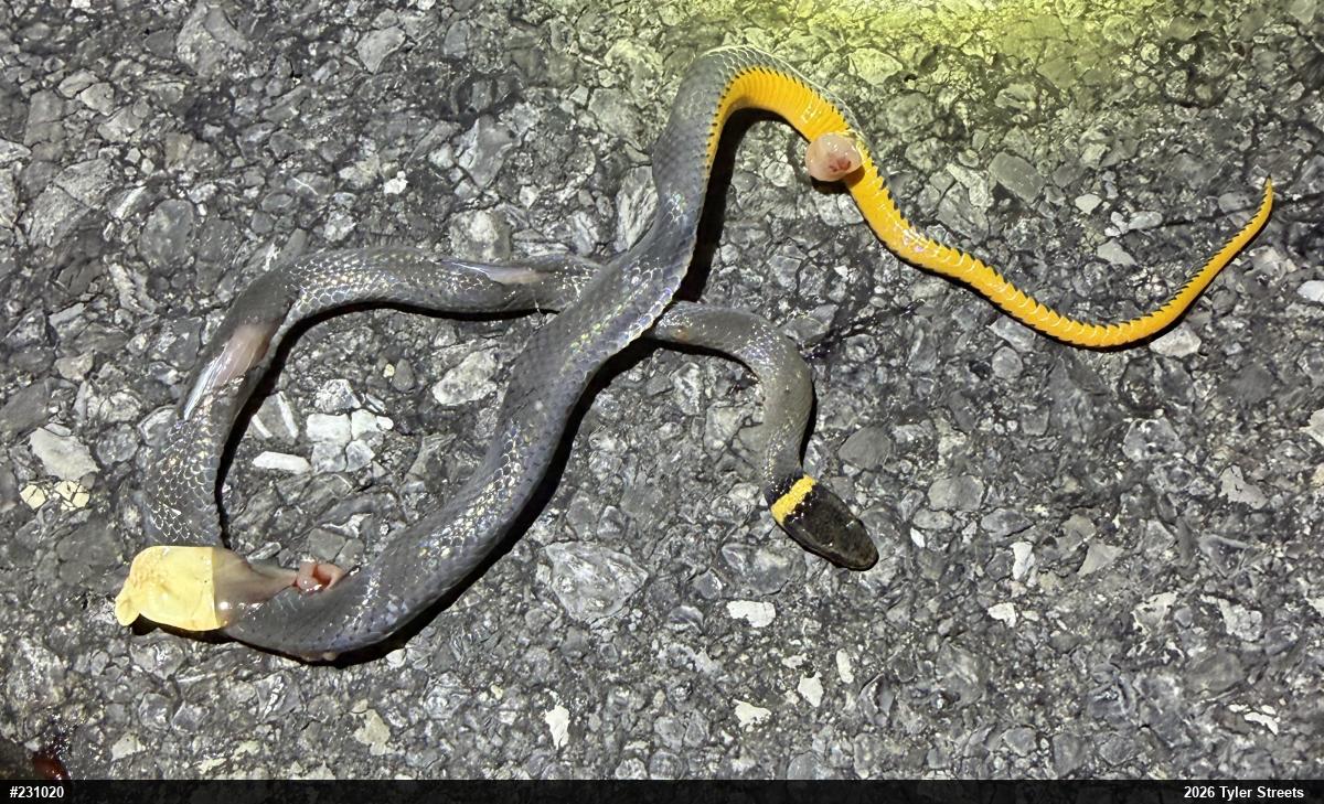 Northern Ring-necked Snake
