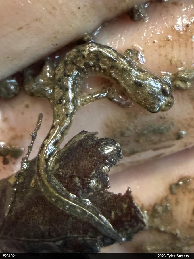 Northern Dusky Salamander