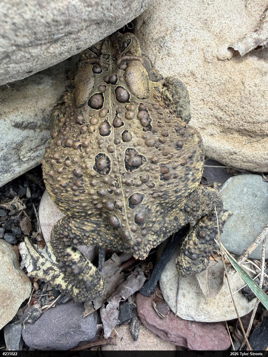 Eastern American Toad