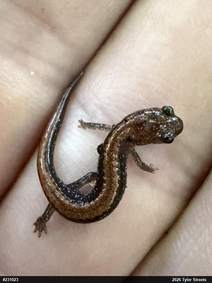 Eastern Red-backed  Salamander