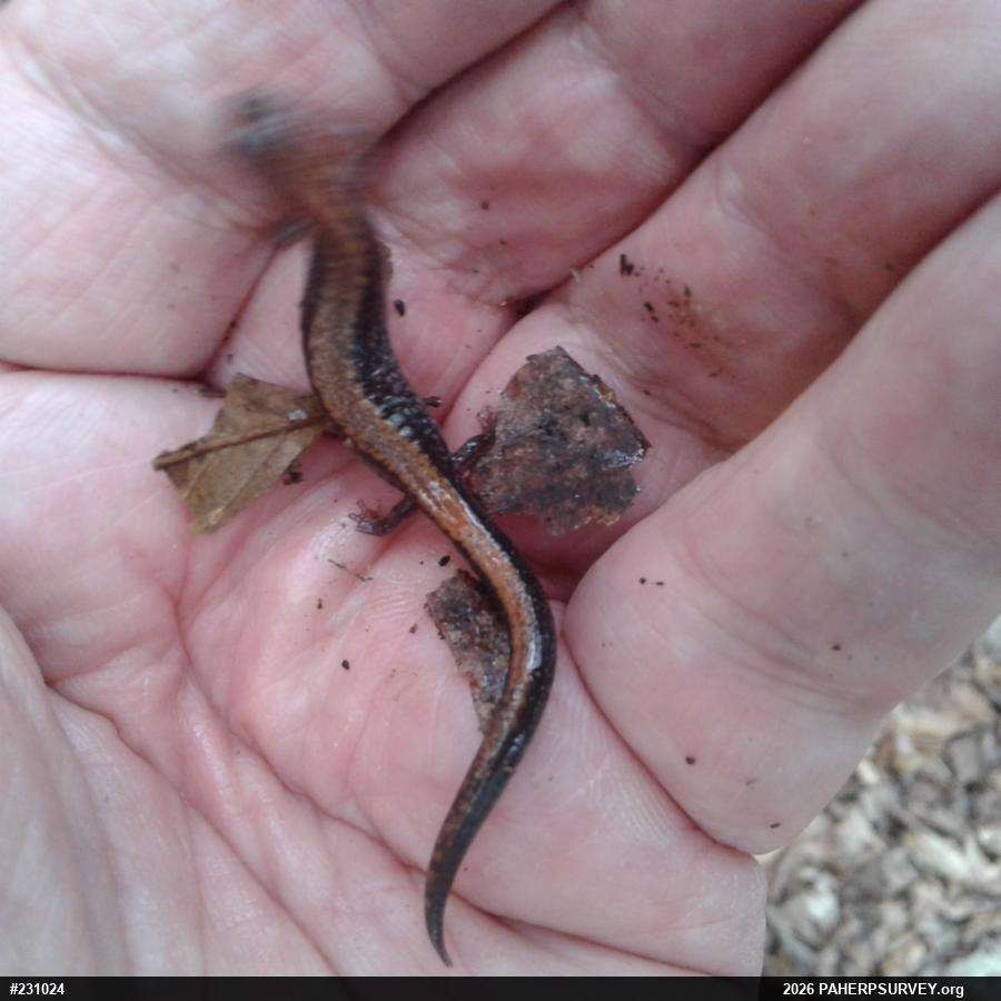 Eastern Red-backed  Salamander