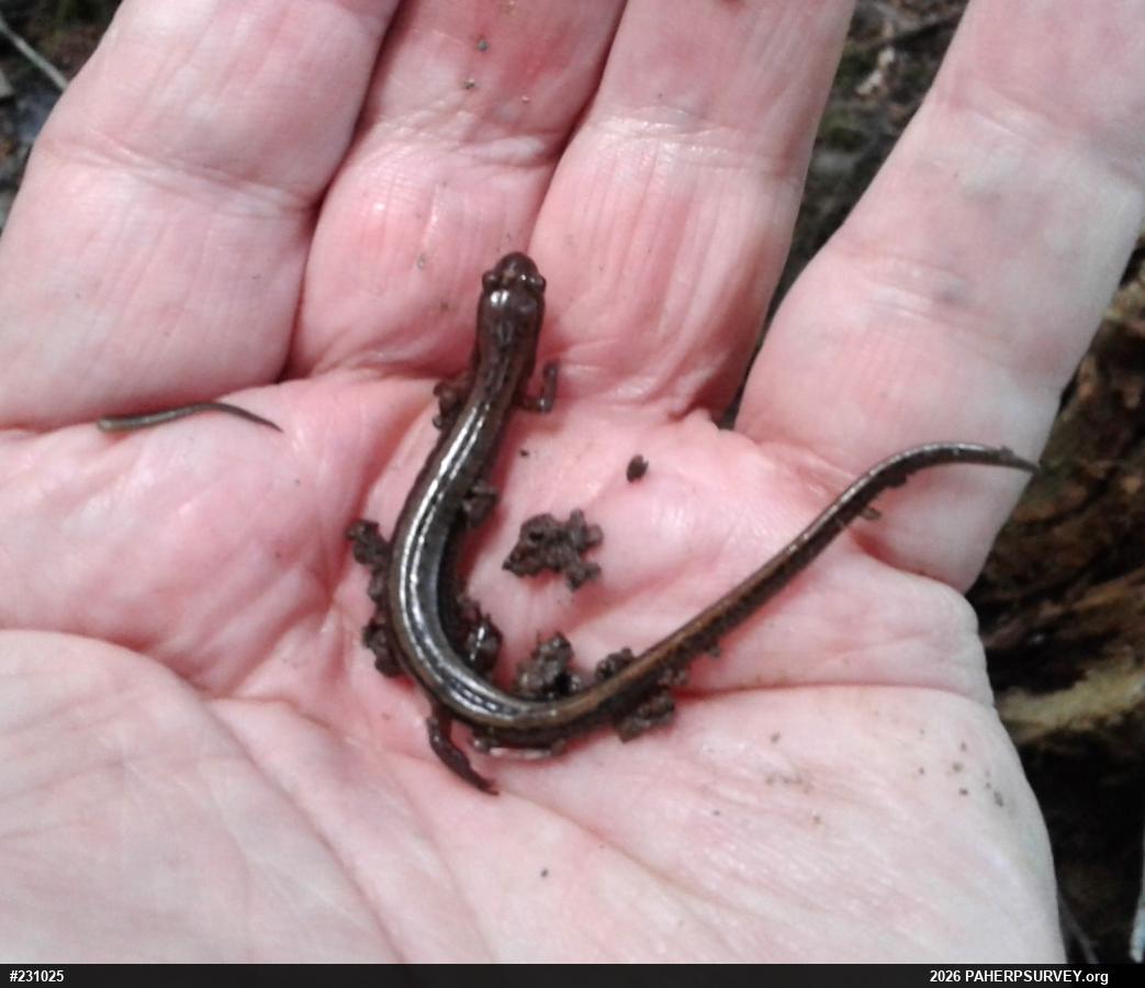 Eastern Red-backed  Salamander