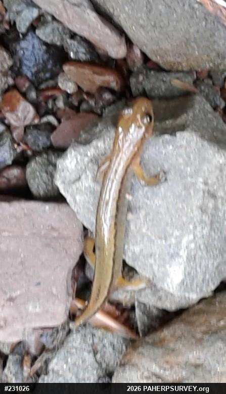 Northern Two-lined Salamander