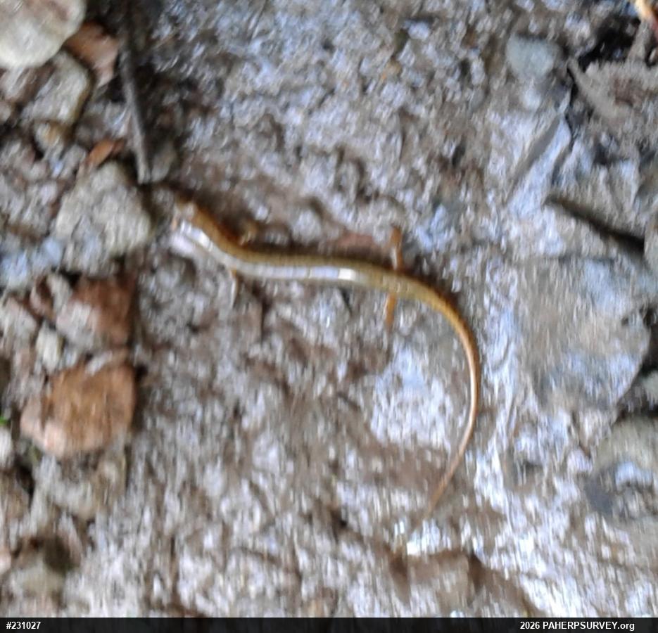 Northern Two-lined Salamander