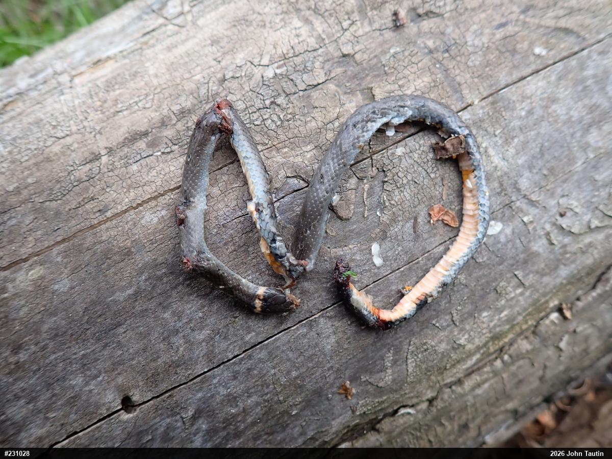 Northern Ring-necked Snake