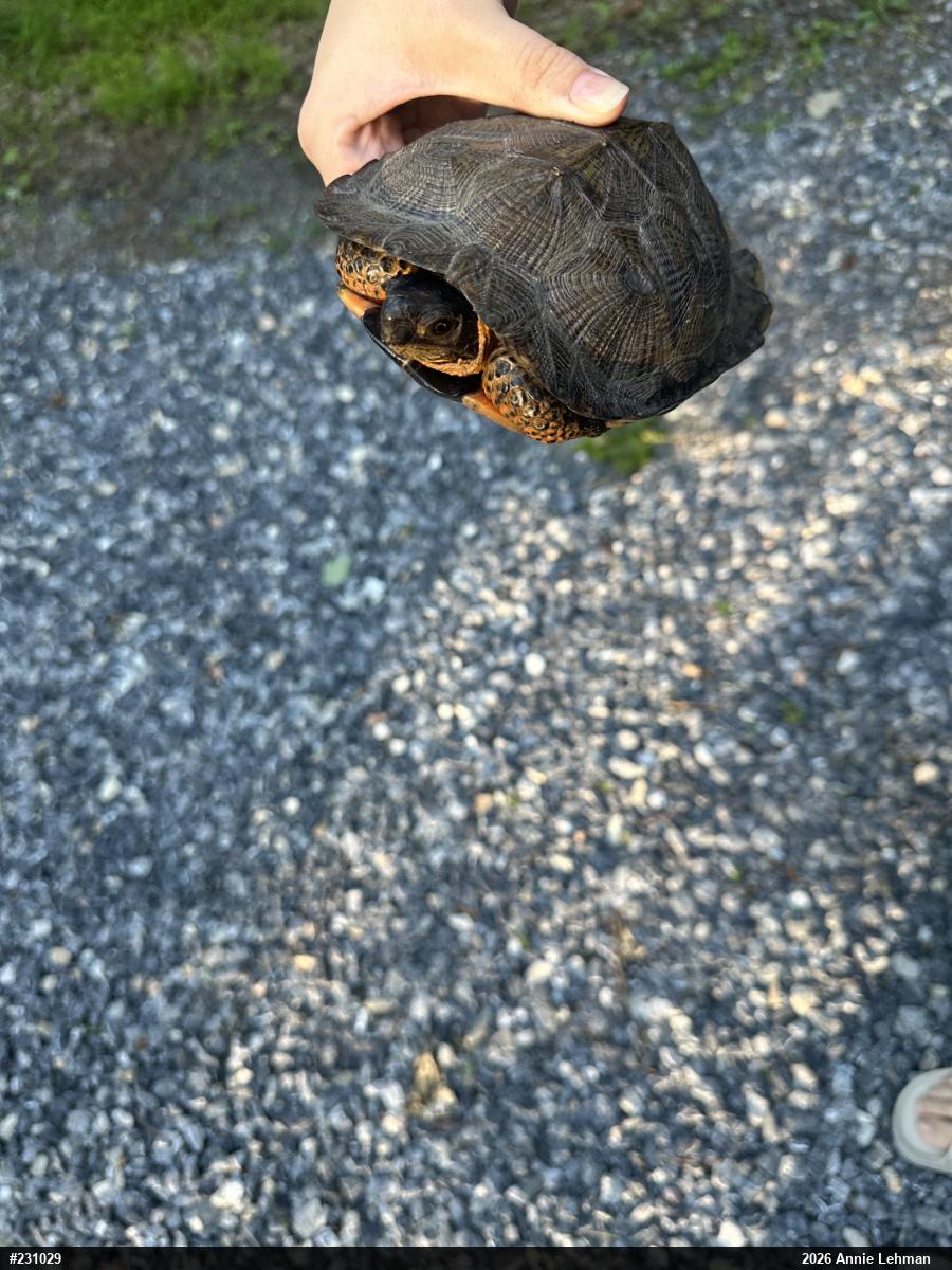 Wood Turtle