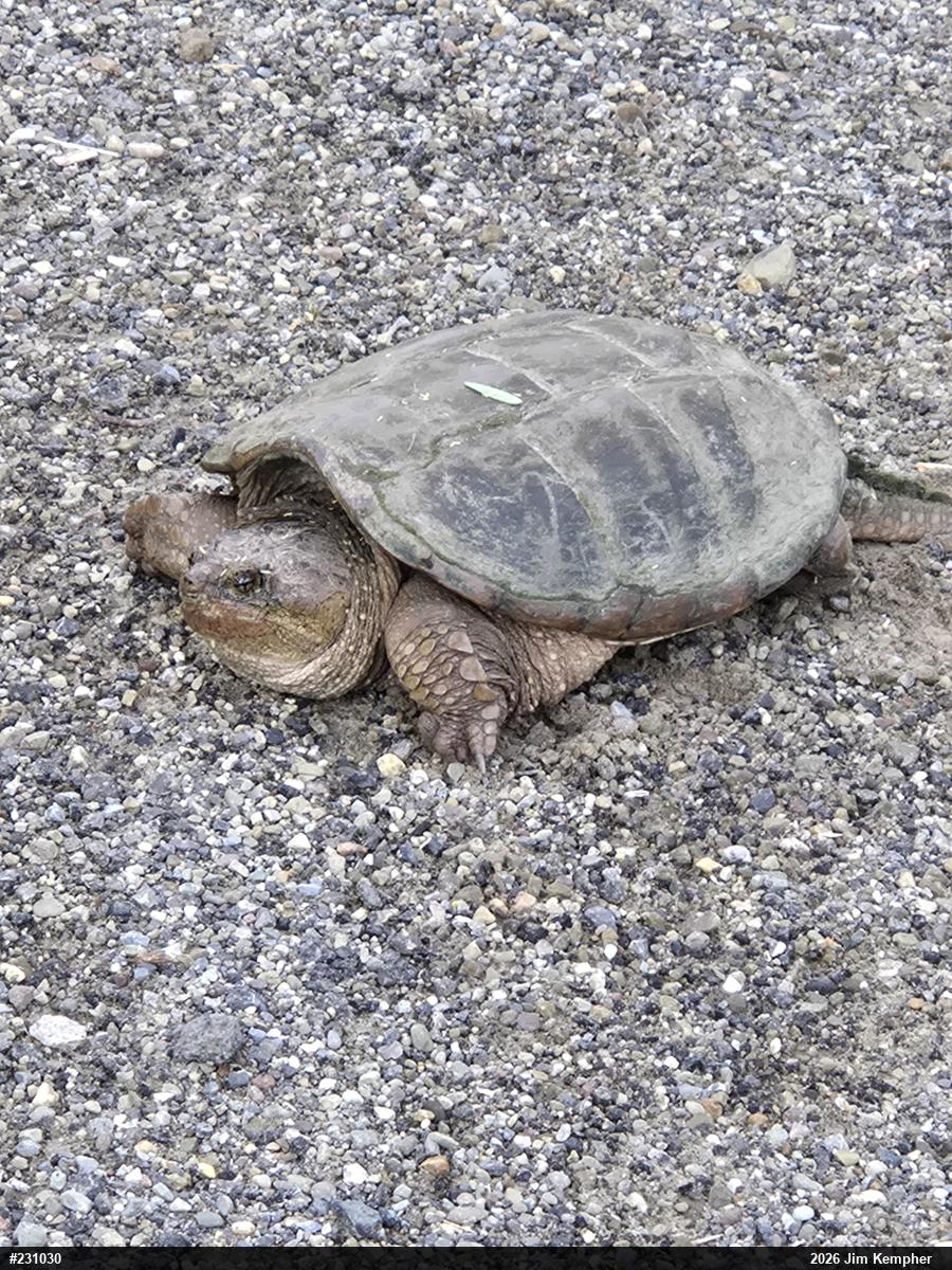 Snapping Turtle