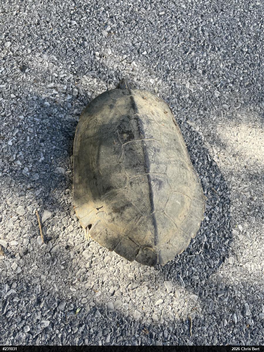 Northern Map Turtle