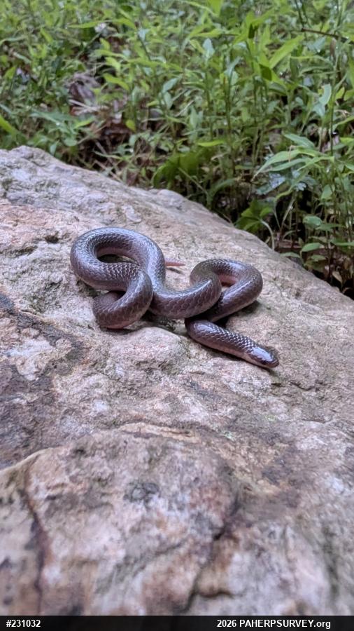 Eastern Wormsnake
