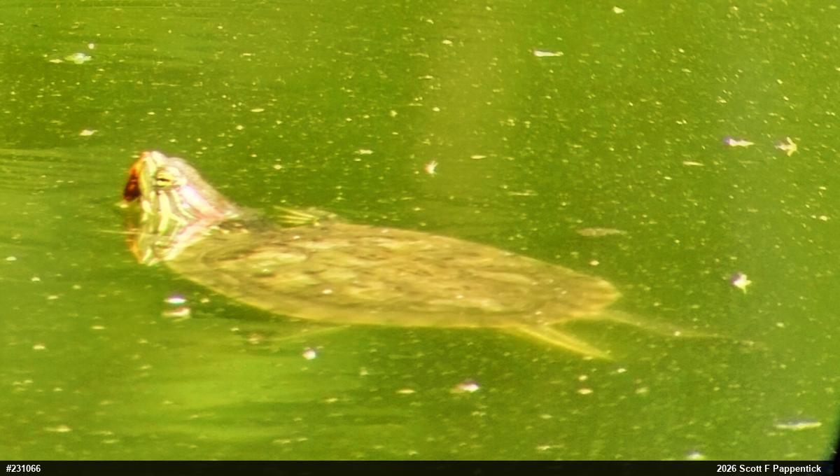 Red-eared Slider