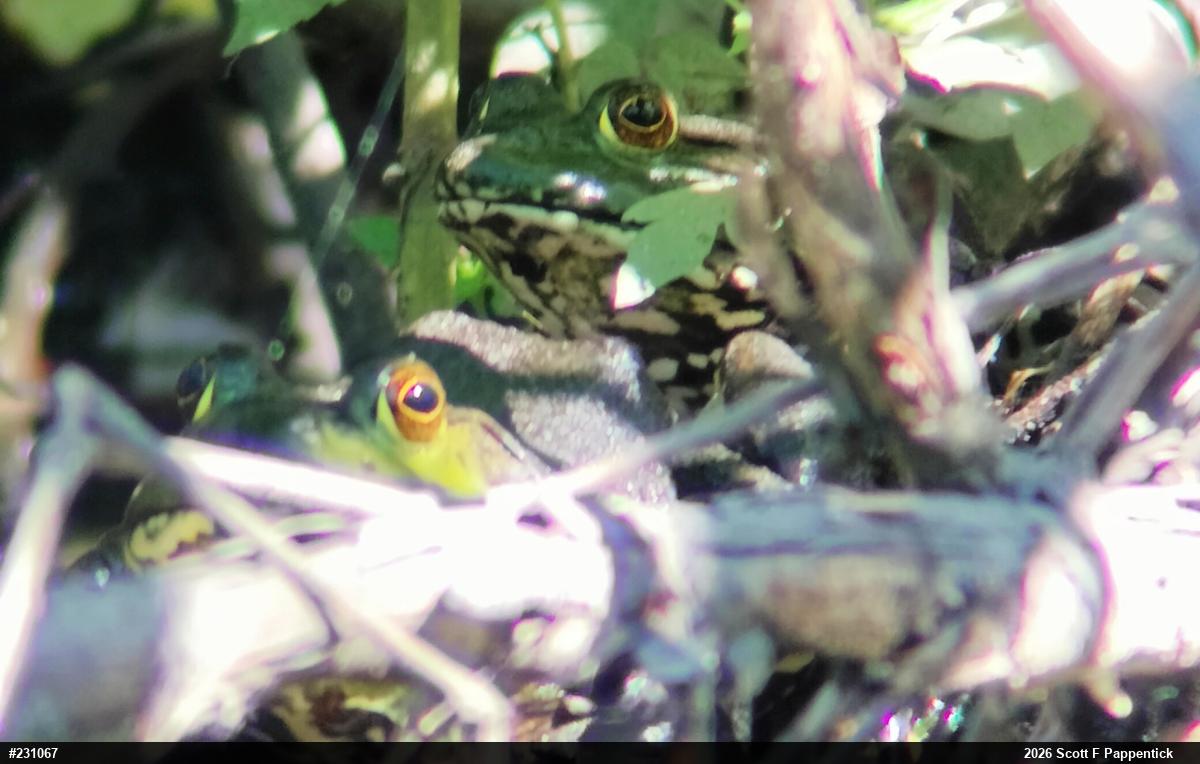 American Bullfrog