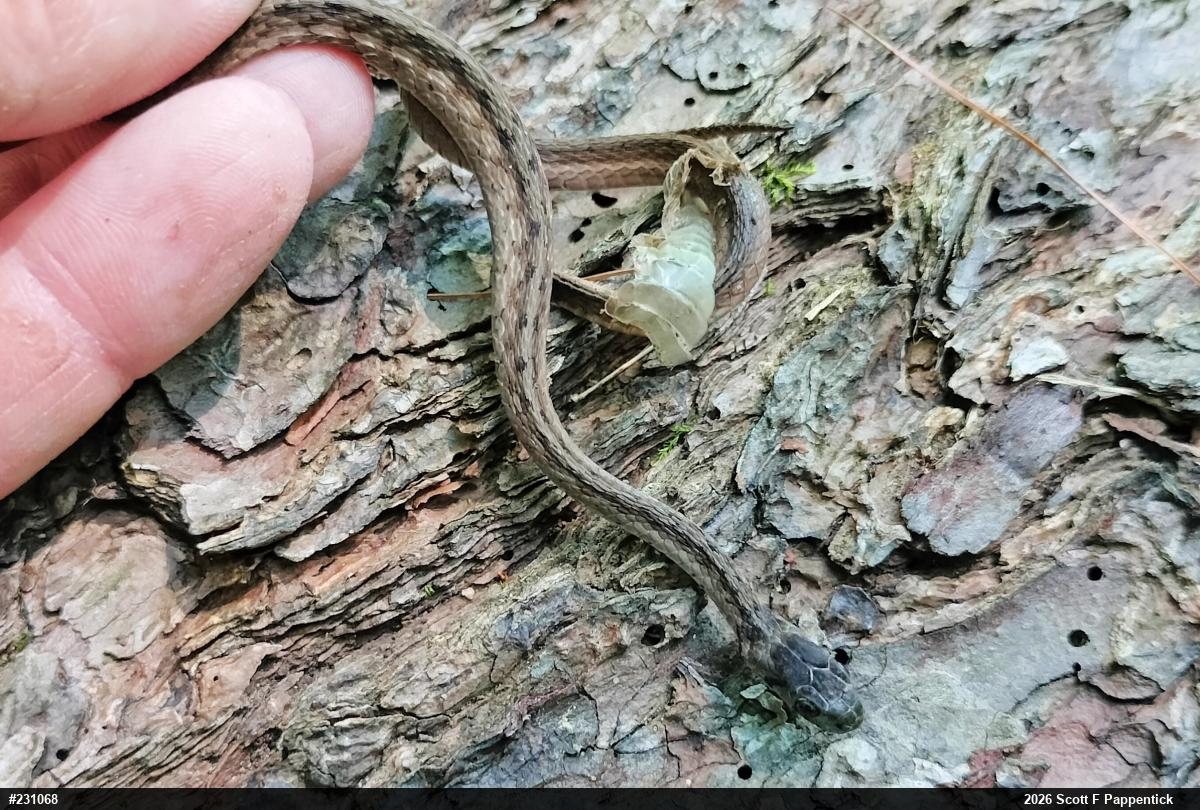 Dekay's Brownsnake