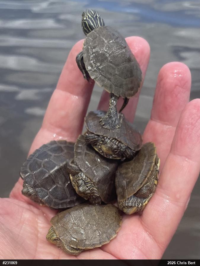 Northern Map Turtle