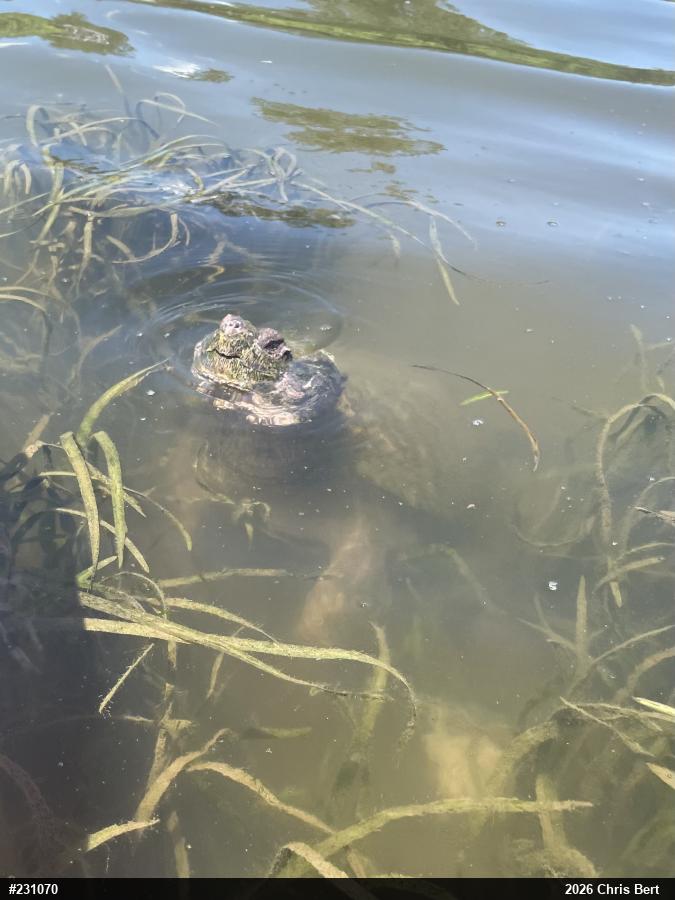Snapping Turtle