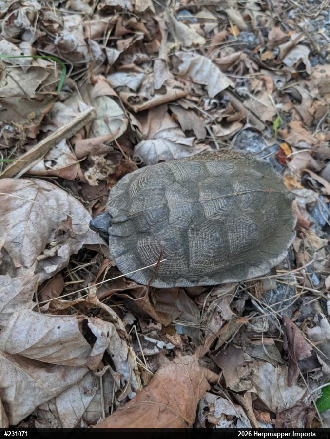 Wood Turtle