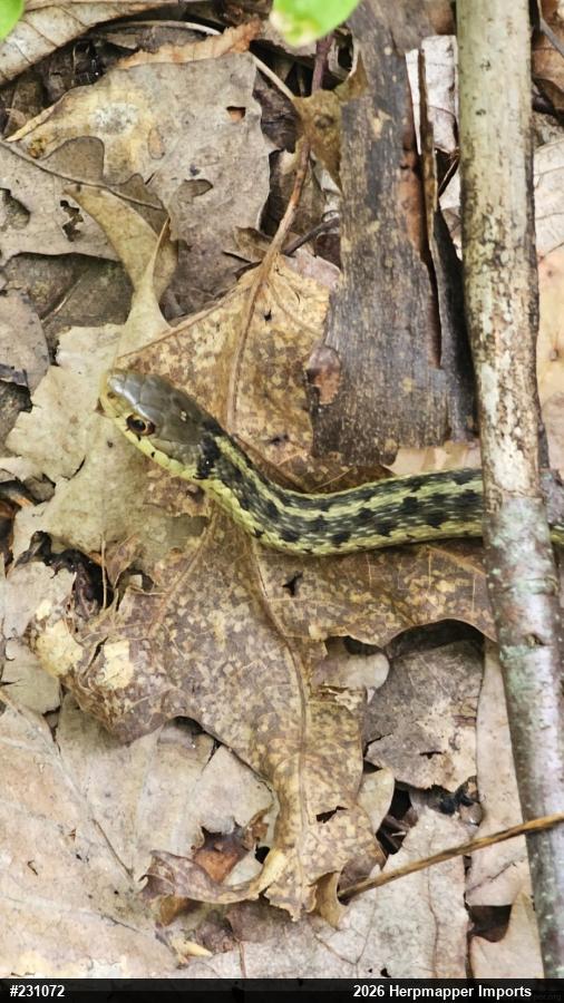Eastern Gartersnake