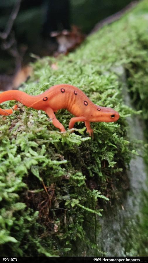Red-spotted Newt