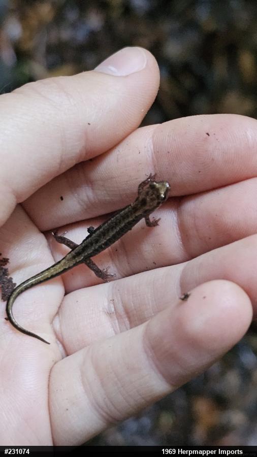 Allegheny Mountain Dusky Salamander