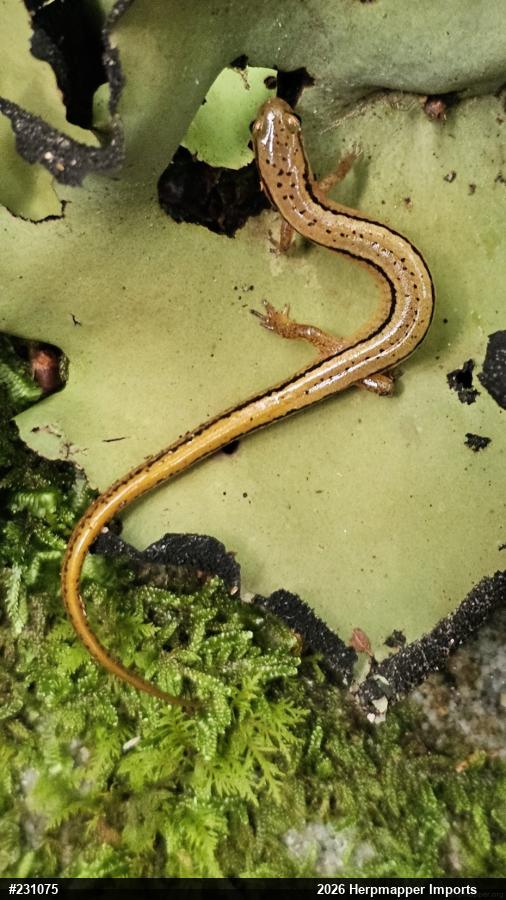 Northern Two-lined Salamander