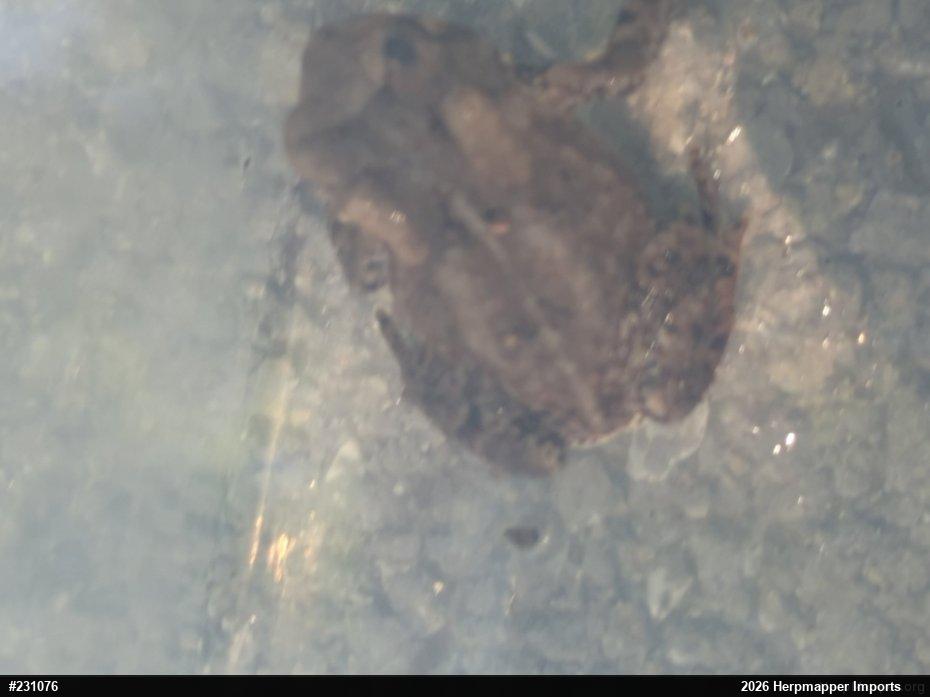 Eastern American Toad